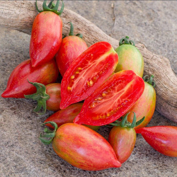 1016 Sweet Icicle Tomato, 5 Seeds