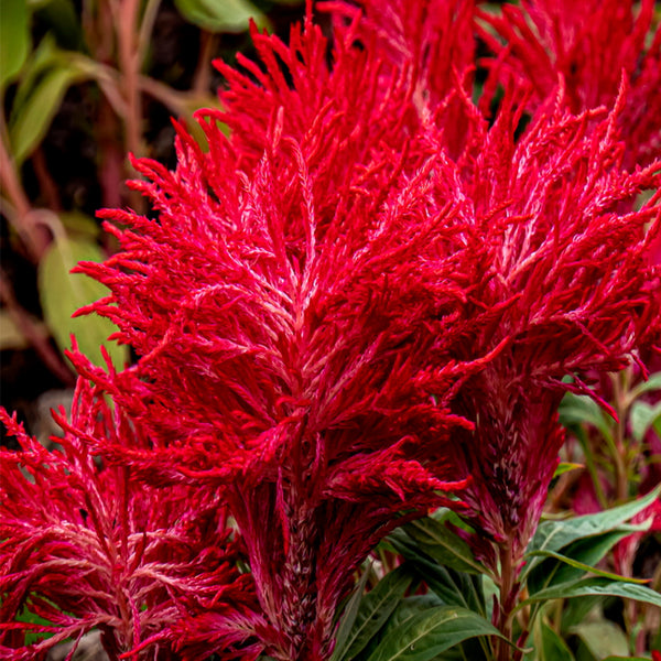 Hezhichun Red Feathered Cockscomb Seeds, 1g