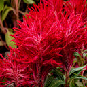 Hezhichun Red Feathered Cockscomb Seeds, 1g