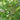 Pecan, 5 Seeds