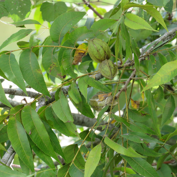 Pecan, 5 Seeds