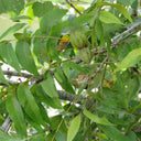 Pecan, 5 Seeds