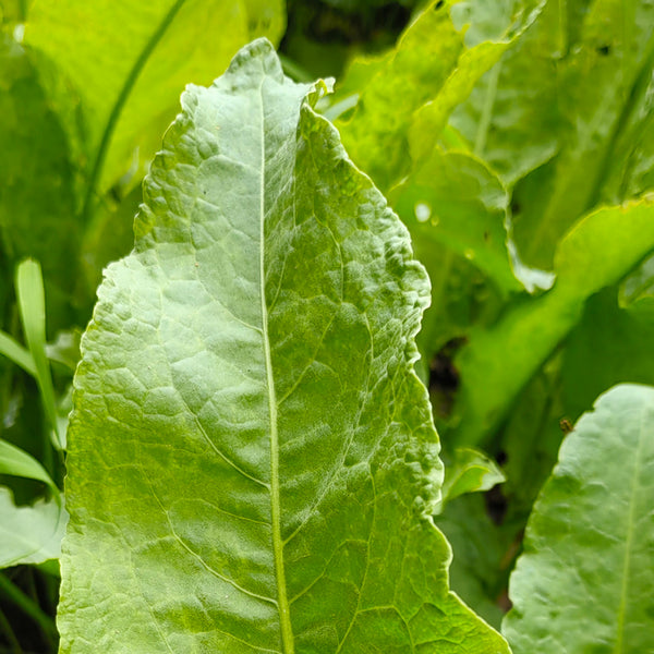 Broad Leaf Sorrel, 1000 Seeds