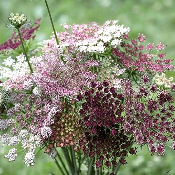 Chocolate Lace Flower, 100 Seeds