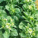 MeiBao Chinese Kale Seeds, 10g
