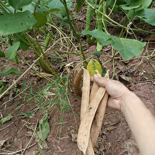 Jack Bean, 50 Seeds