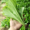 Four Seasons Bok Choy Seeds, 10g