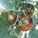 'Big Black Beauty' Tomato Seeds, 6 Seeds