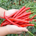 Erjingtiao Pepper Seeds, 1g