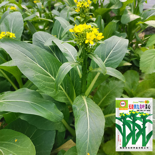 'Sijiu' No-Fiber Pointed-Leaf Choy Sum