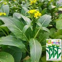 'Sijiu' No-Fiber Pointed-Leaf Choy Sum