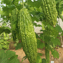 ‘Saibi’ Green Bitter Gourd Seeds, 20 Seeds