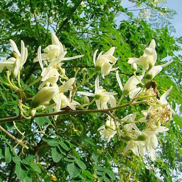Moringa tree Seeds, 50 Seeds