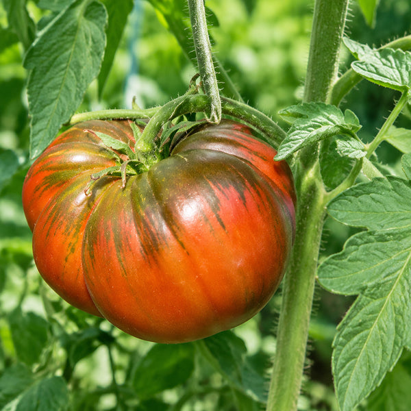 39 Lavender Lake Tomato, 5 Seeds