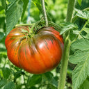 39 Lavender Lake Tomato, 5 Seeds
