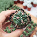 Ferocactus latispinus 'Sunrise', 3-4cm