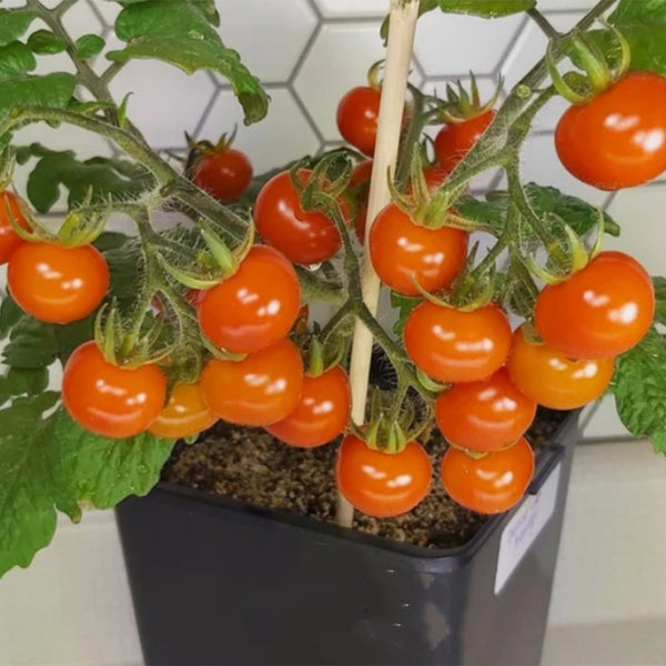 22 Delice De Neuilly Micro Tomato, 5 Seeds