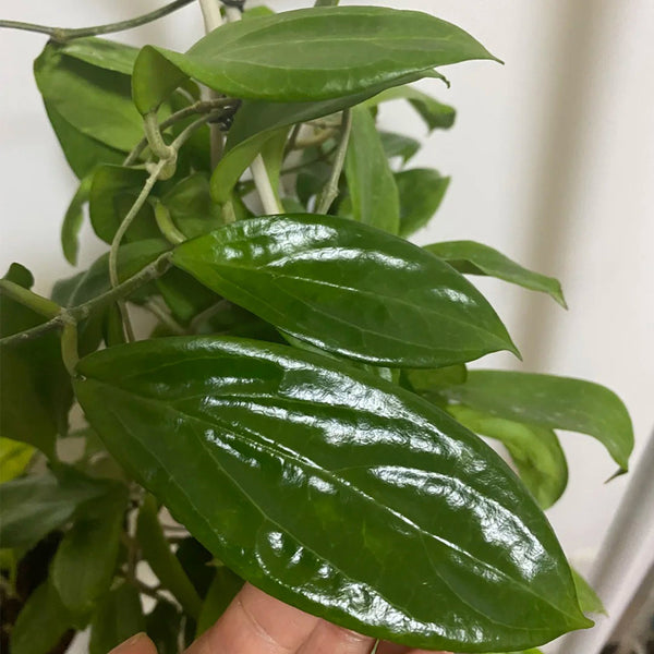 Hoya UT-033, 5 Cuttings