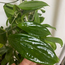 Hoya UT-033, 5 Cuttings