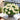 W1340 Profusion Double White Improved Zinnia, 5 Seeds