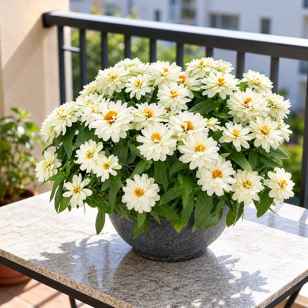 W1340 Profusion Double White Improved Zinnia, 5 Seeds