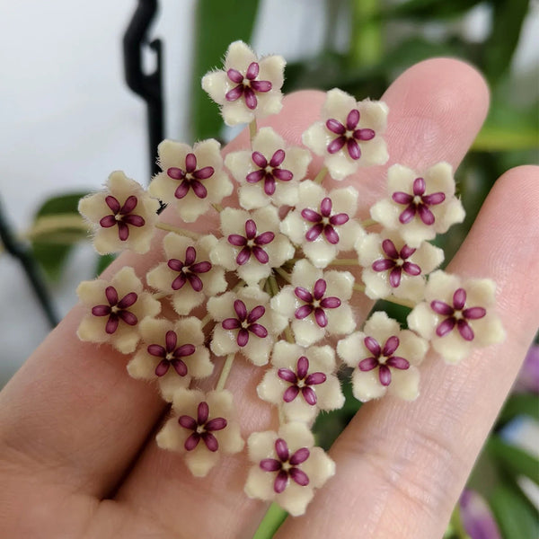 Phuwua Hoya, 5 Cuttings