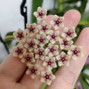 Phuwua Hoya, 5 Cuttings