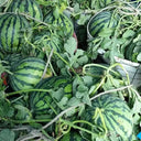 "Bingchuan Meidu" Watermelon Seeds, 20 Seeds