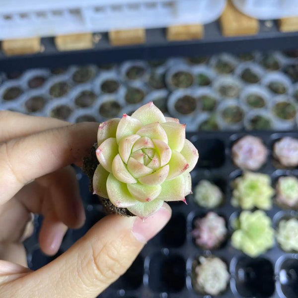 Echeveria 'Blue Light', 3pcs x 1-head
