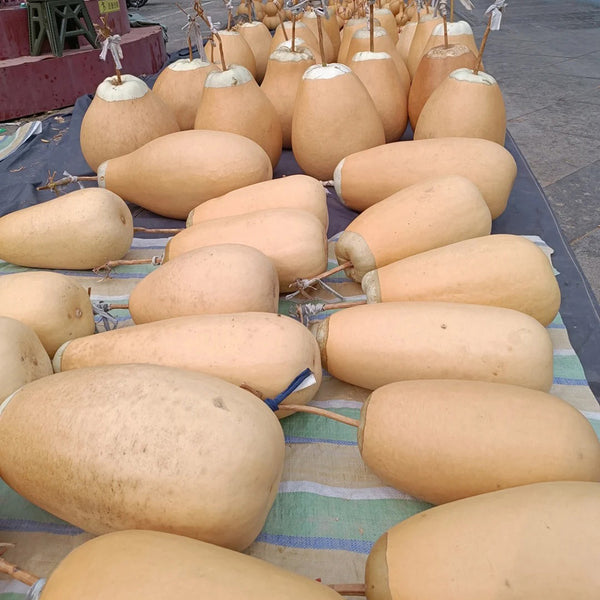 'Large Winter Melon' Gourd, 5 Seeds