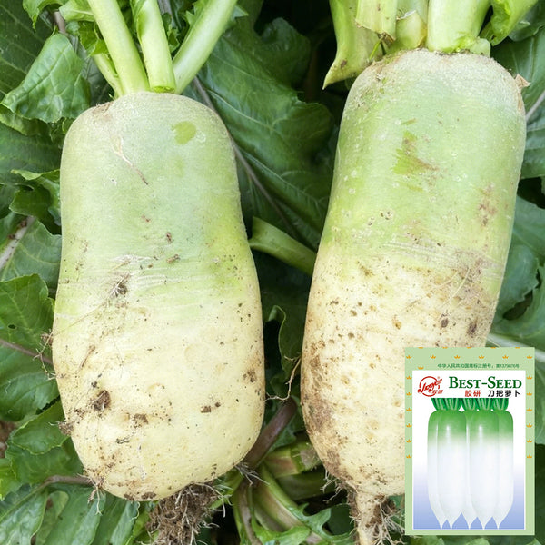 Knife Handle Radish Seeds, 10g