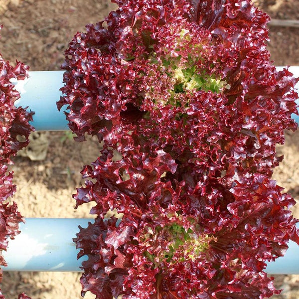 Purple Rosa Lettuce Seeds, 2g