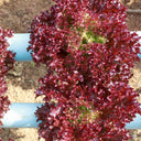 Purple Rosa Lettuce Seeds, 2g
