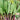 Red-Stemmed Chinese Kale Seeds, 10g