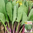 Red-Stemmed Chinese Kale Seeds, 10g