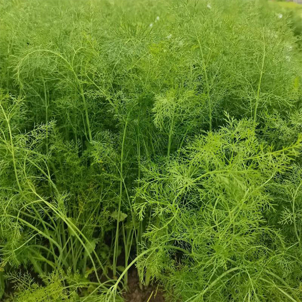 Multi-Harvest Fennel Seeds, 10g