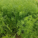 Multi-Harvest Fennel Seeds, 10g