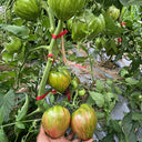 804 Emerald Caramel F6 Tomato, 5 Seeds