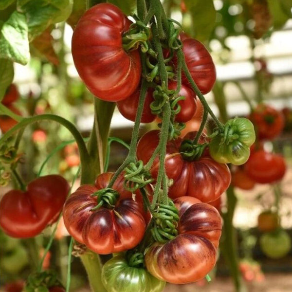 688 Blueberry Dessert Tomato, 5 Seeds