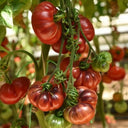 688 Blueberry Dessert Tomato, 5 Seeds