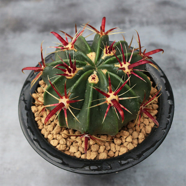 Ferocactus latispinus 'Sunrise', 3-4cm