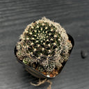 Echinopsis schieliana var. Unguispina, 3-4cm