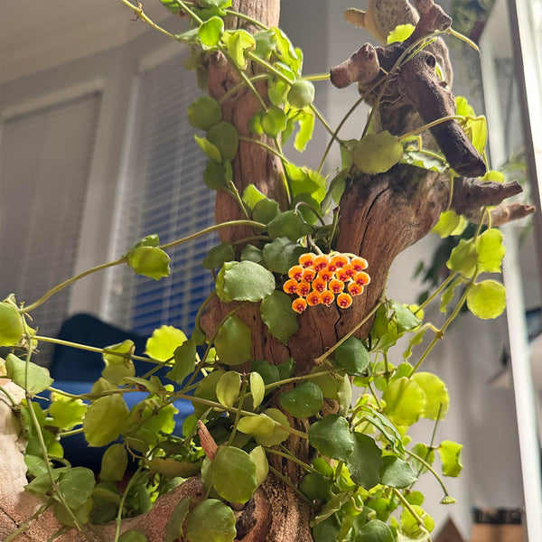 Hoya endauensis, 5 Cuttings