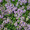 Creeping Thyme, 100 Seeds