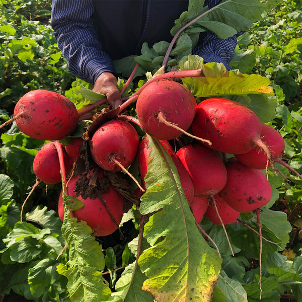 'Guanhong No.3' Radish Seeds, 20g