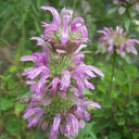 Lemon Mint Seeds, 100 Seeds