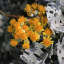 Silver Ragwort (Jacobaea maritima) Seeds, 100 Seeds