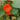 Royal Scarlet' Red Nasturtium Seeds, 50 Seeds