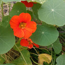 Royal Scarlet' Red Nasturtium Seeds, 50 Seeds