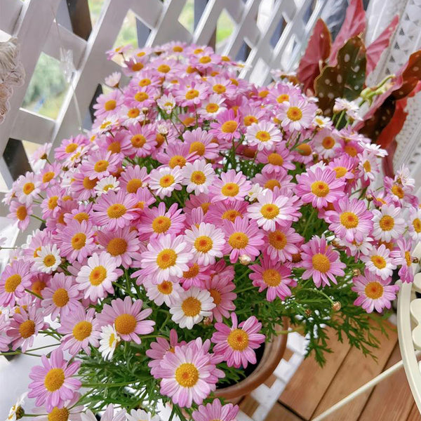 Painted Daisy Seeds, 200 Seeds